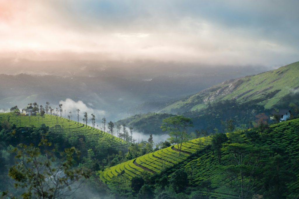 Munnar, Kerala, South India, India Tours