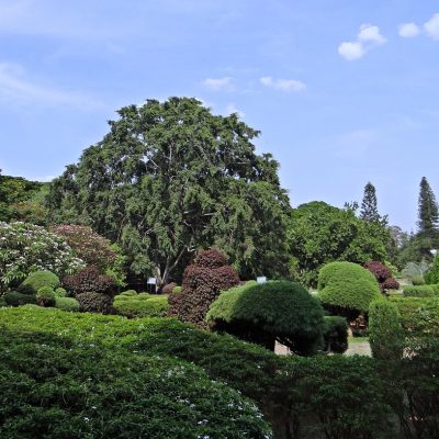 botanical garden
