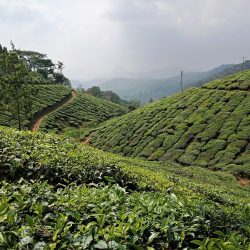 munnar-3978401_1280