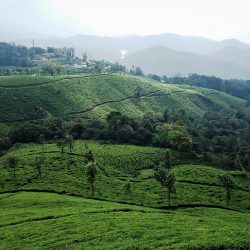 tea-plantation-3978403_1280