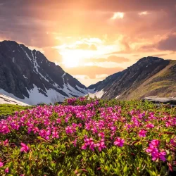 uttrakhand-valley-of-flowers-trek